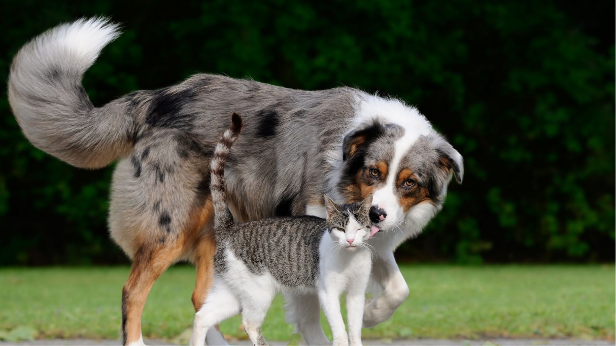 Prendre soin de vos animaux